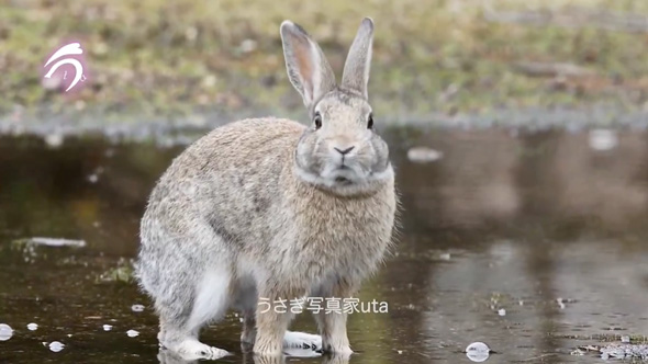 テケテケ歩くうさぎさん