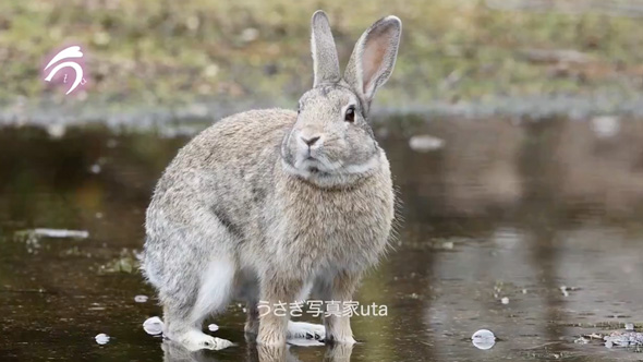 テケテケ歩くうさぎさん