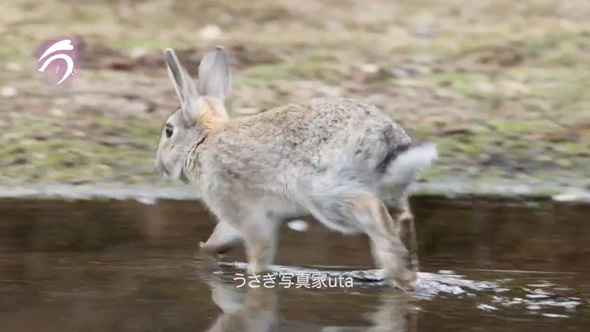 テケテケ歩くうさぎさん