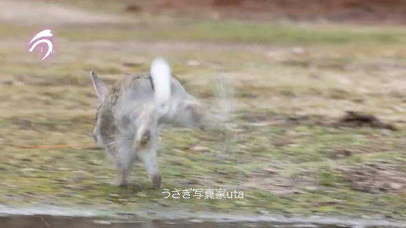 テケテケ歩くうさぎさん