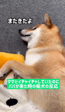 パパに邪魔しないでほしいワンコ