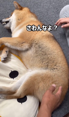 パパに邪魔しないでほしいワンコ