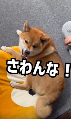 パパに邪魔しないでほしいワンコ