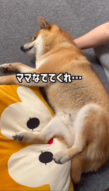 パパに邪魔しないでほしいワンコ