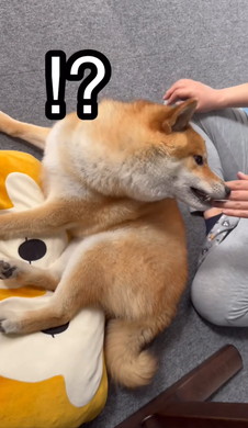 パパに邪魔しないでほしいワンコ