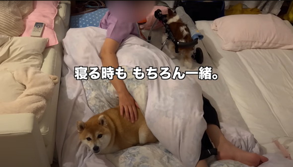 シニアパピヨンと柴犬