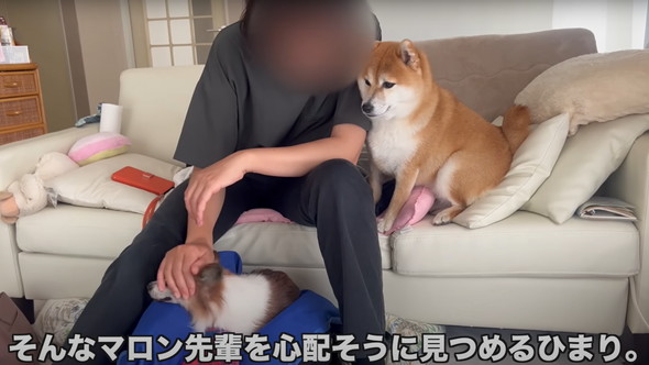 シニアパピヨンと柴犬
