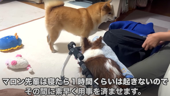 シニアパピヨンと柴犬