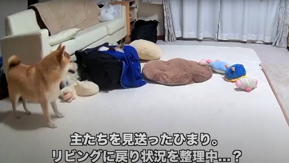 シニアパピヨンと柴犬
