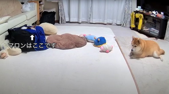 シニアパピヨンと柴犬