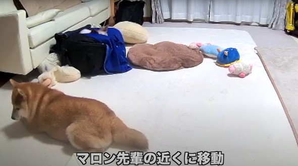 シニアパピヨンと柴犬