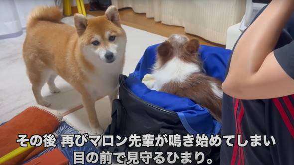 シニアパピヨンと柴犬