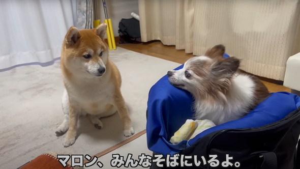 シニアパピヨンと柴犬