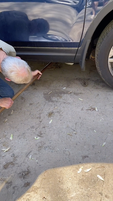 車の下にチラ見えしているアヒル