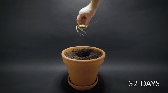 ショウガ タイムラプス