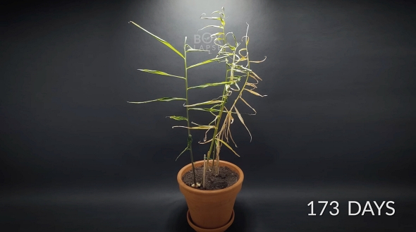 ショウガ タイムラプス