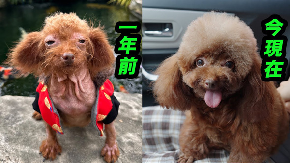 ごみ捨て場 拾った 元野良犬 ビフォーアフター 子犬 保護 皮膚病 回復