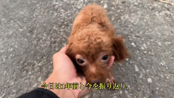 ごみ捨て場 拾った 元野良犬 ビフォーアフター 子犬 保護 皮膚病 回復
