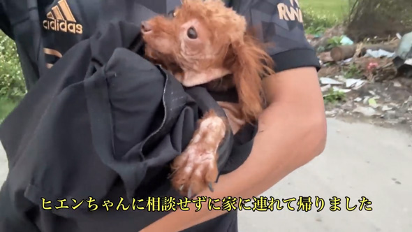ごみ捨て場 拾った 元野良犬 ビフォーアフター 子犬 保護 皮膚病 回復