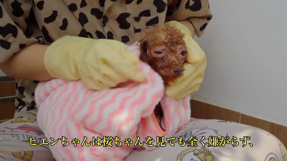 ごみ捨て場 拾った 元野良犬 ビフォーアフター 子犬 保護 皮膚病 回復