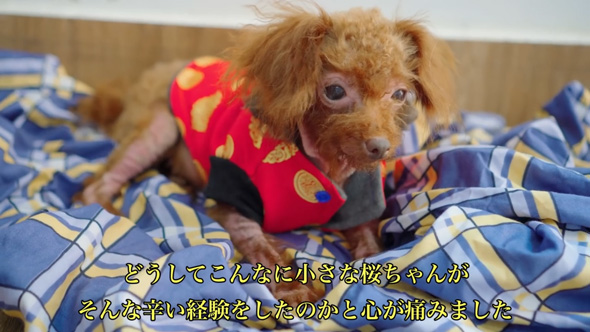 ごみ捨て場 拾った 元野良犬 ビフォーアフター 子犬 保護 皮膚病 回復