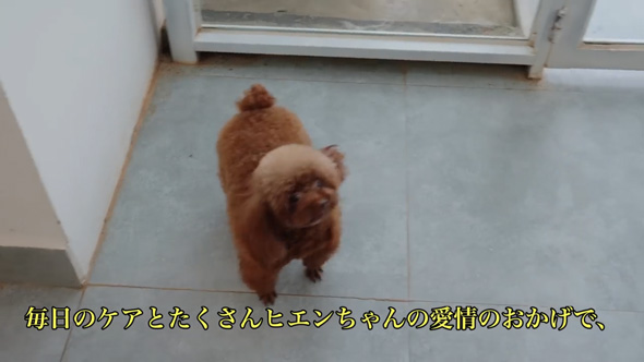 ごみ捨て場 拾った 元野良犬 ビフォーアフター 子犬 保護 皮膚病 回復