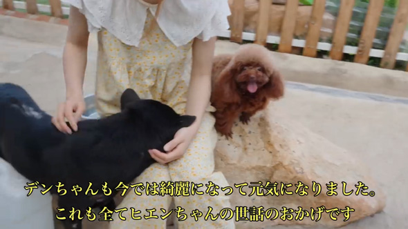 ごみ捨て場 拾った 元野良犬 ビフォーアフター 子犬 保護 皮膚病 回復