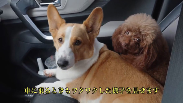 ごみ捨て場 拾った 元野良犬 ビフォーアフター 子犬 保護 皮膚病 回復