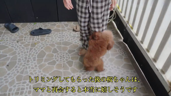 ごみ捨て場 拾った 元野良犬 ビフォーアフター 子犬 保護 皮膚病 回復