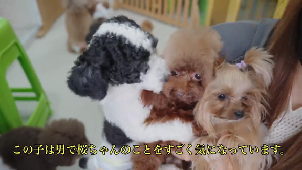 ごみ捨て場 拾った 元野良犬 ビフォーアフター 子犬 保護 皮膚病 回復
