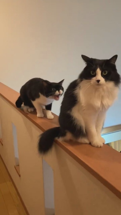 手すりに一列で並んでいる猫ちゃん2匹