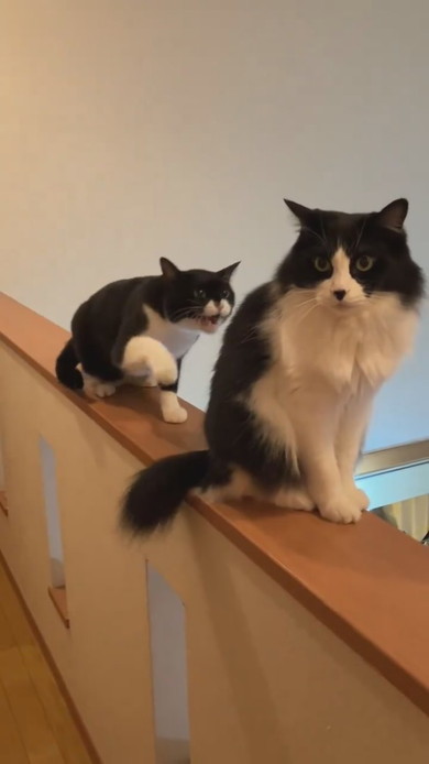 手すりに一列で並んでいる猫ちゃん2匹