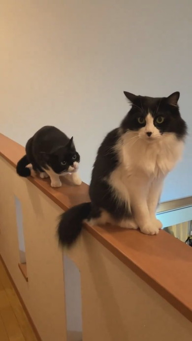 手すりに一列で並んでいる猫ちゃん2匹
