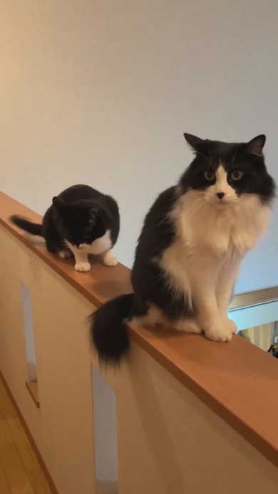 手すりに一列で並んでいる猫ちゃん2匹