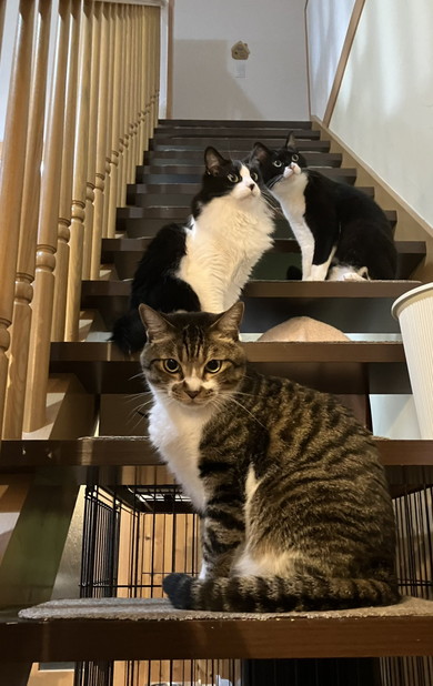 階段に集合する猫ちゃん