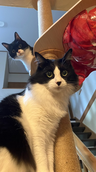 こちらを見つめる猫ちゃん