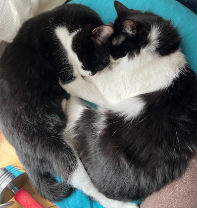 丸まって眠る猫ちゃん