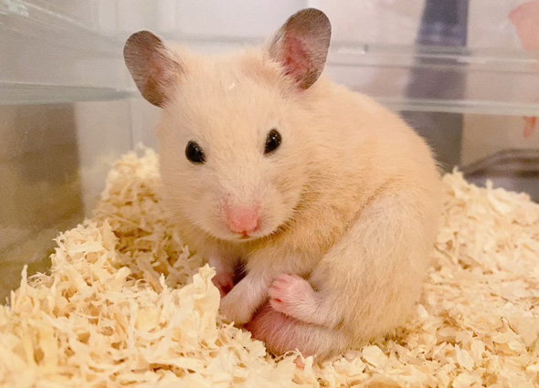 かわいいハムスター