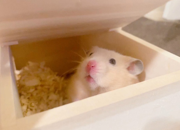 かわいいハムスター