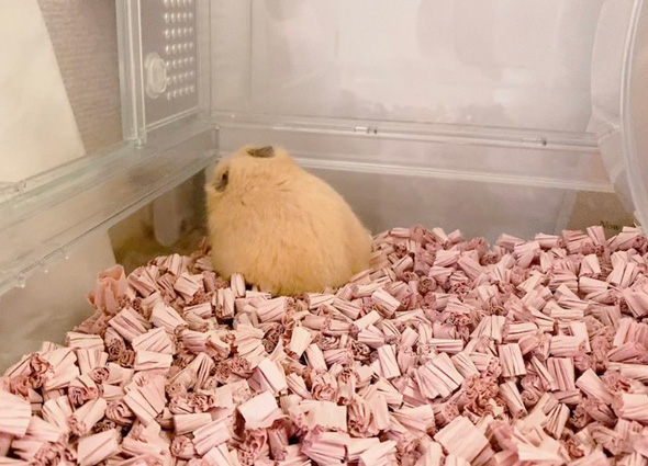 ケージの端で丸くなるハムスター