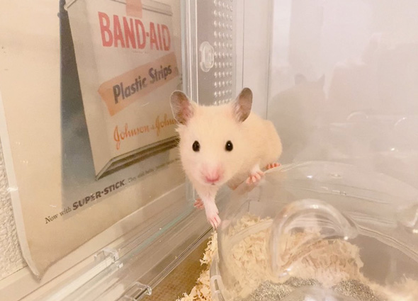 スパイダーマンみたいなハムスター