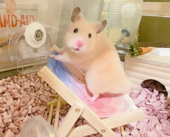 かわいいハムスター