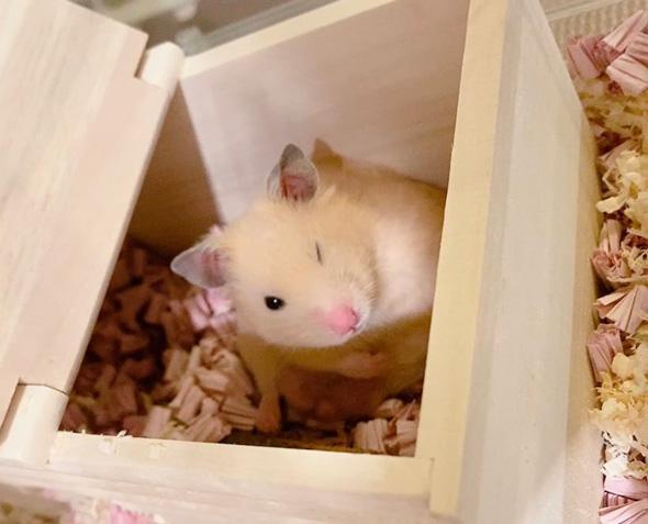 ウインクするハムスター