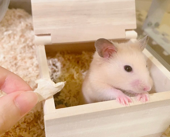 おやつを拒否するハムスター