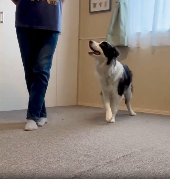 飼い主のまねをするワンコ