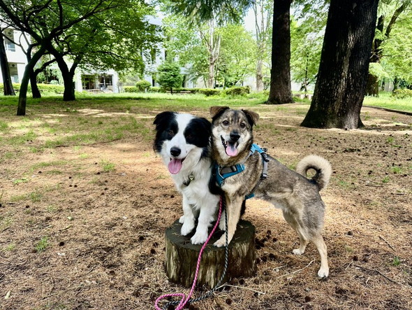 ボーダーコリーと雑種犬