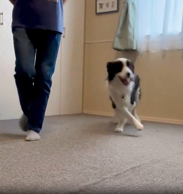 飼い主のまねをするワンコ