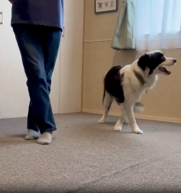 飼い主のまねをするワンコ