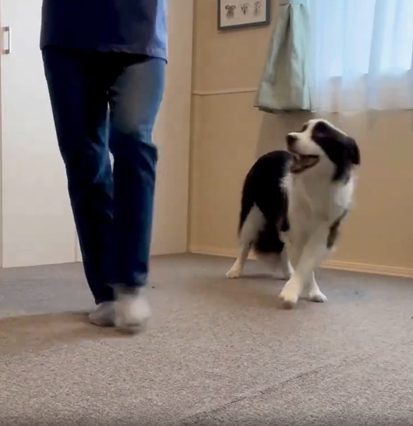 飼い主のまねをするワンコ