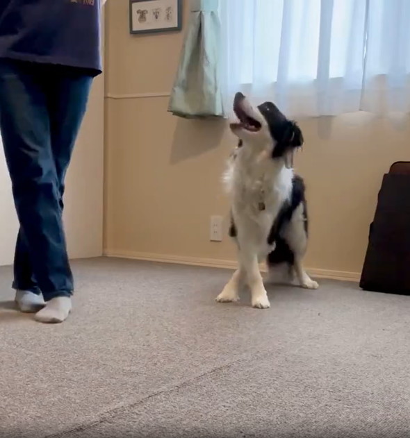 飼い主のまねをするワンコ